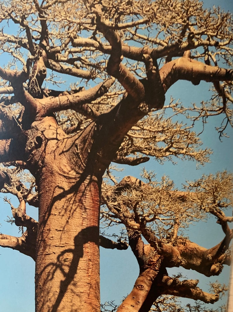 THE LEGEND OF THE BAOBAB TREE