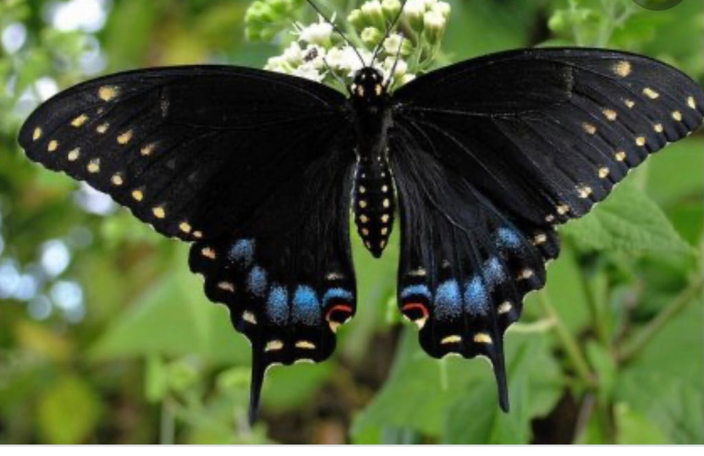 THE BLACK BUTTERFLY